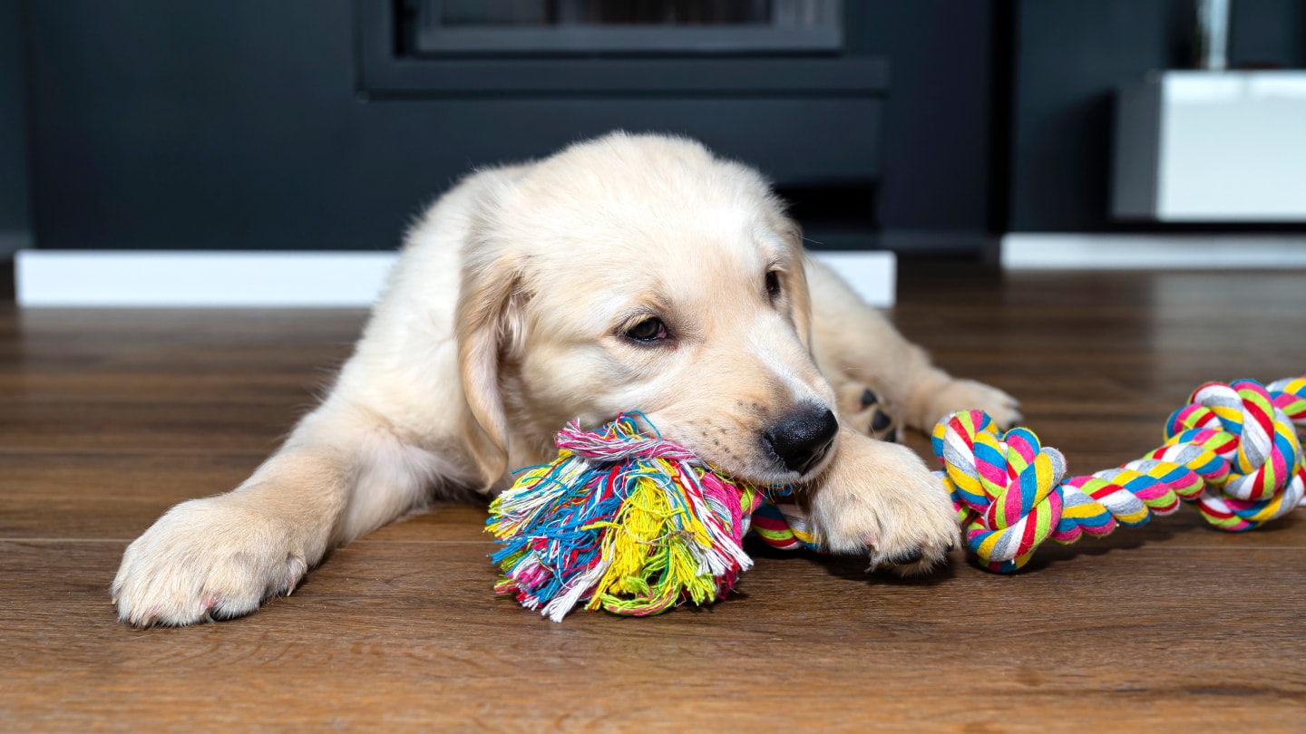 BarkioBlogKousání 2.jpg