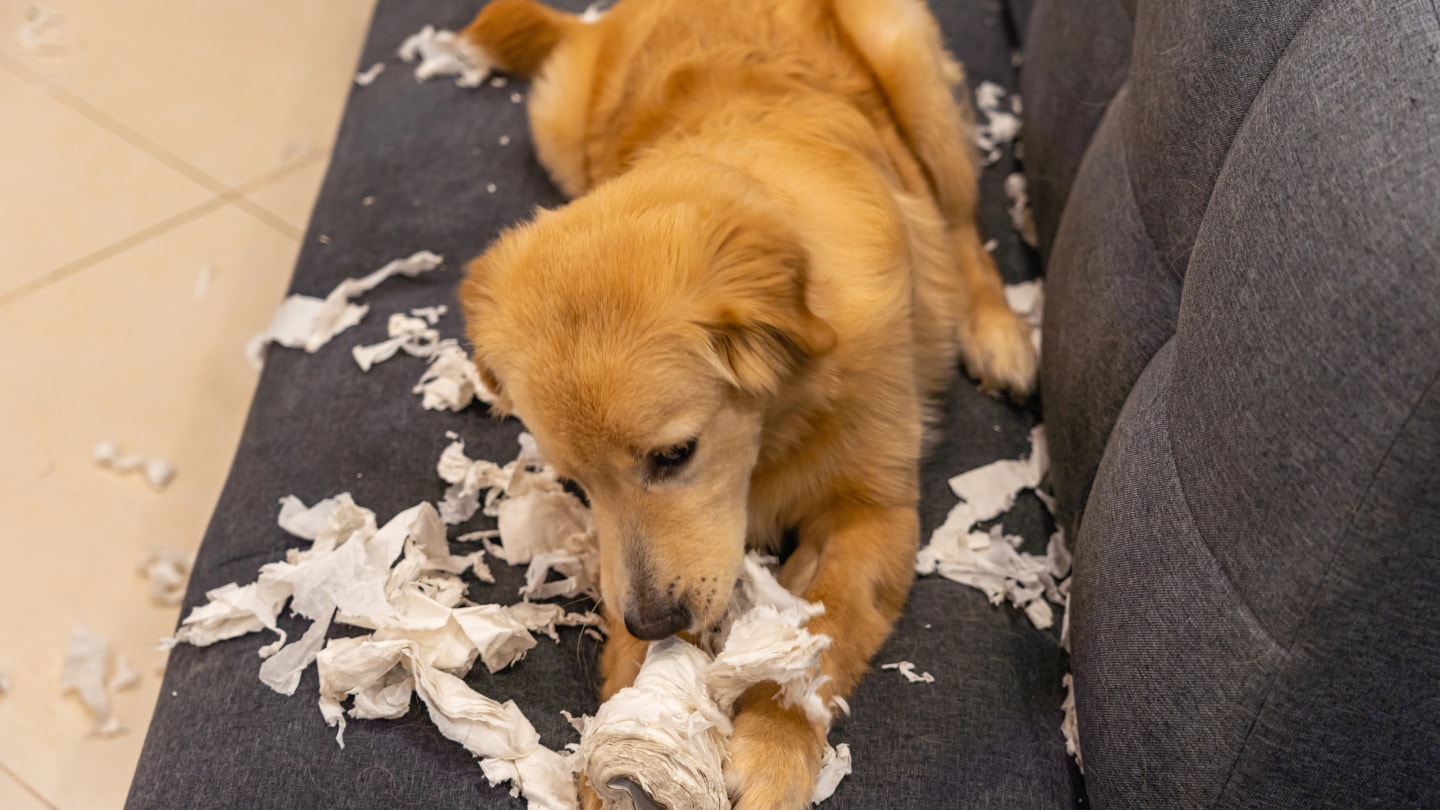 BarkioBlogKousání 3.jpg