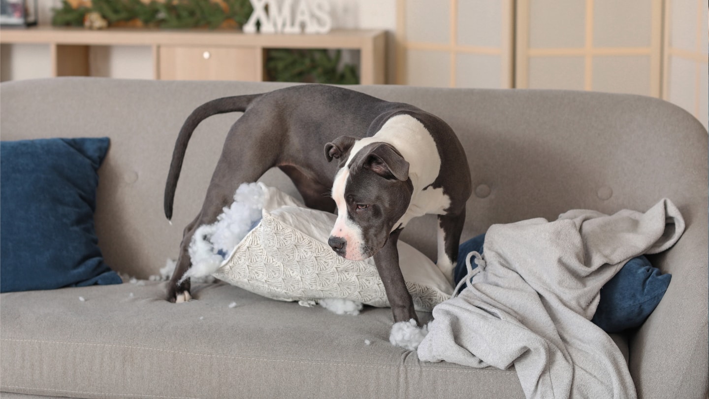 BarkioBlogKousání 4.jpg